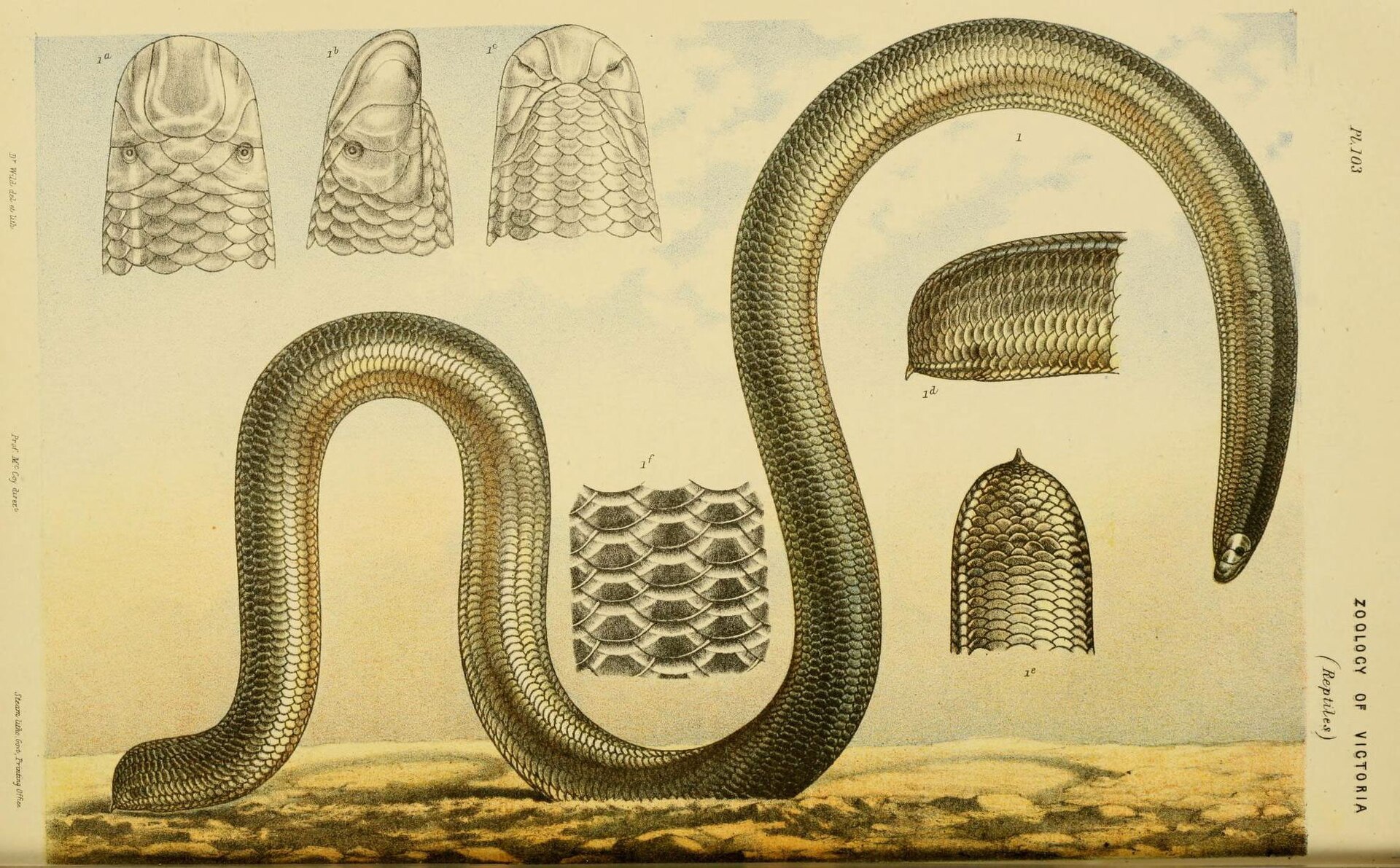 Blackish blind snake identification reference
