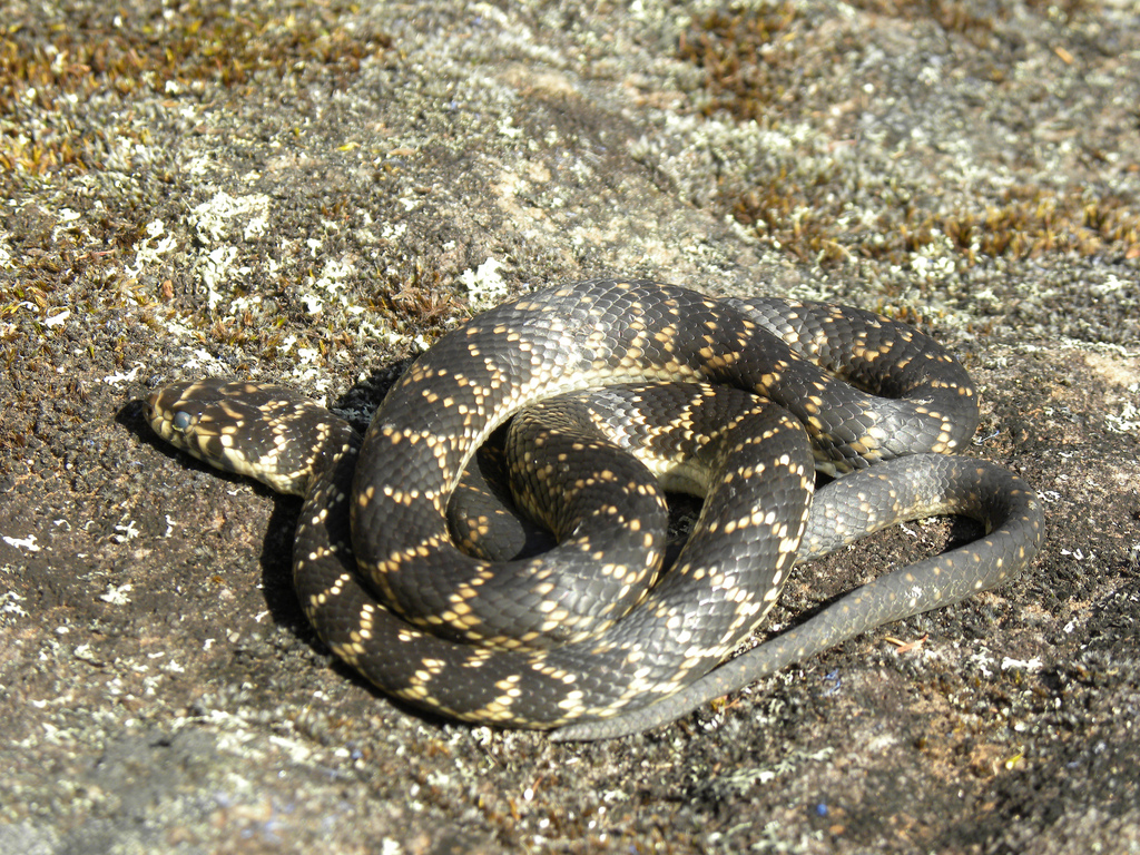 Broad-headed snake identification reference
