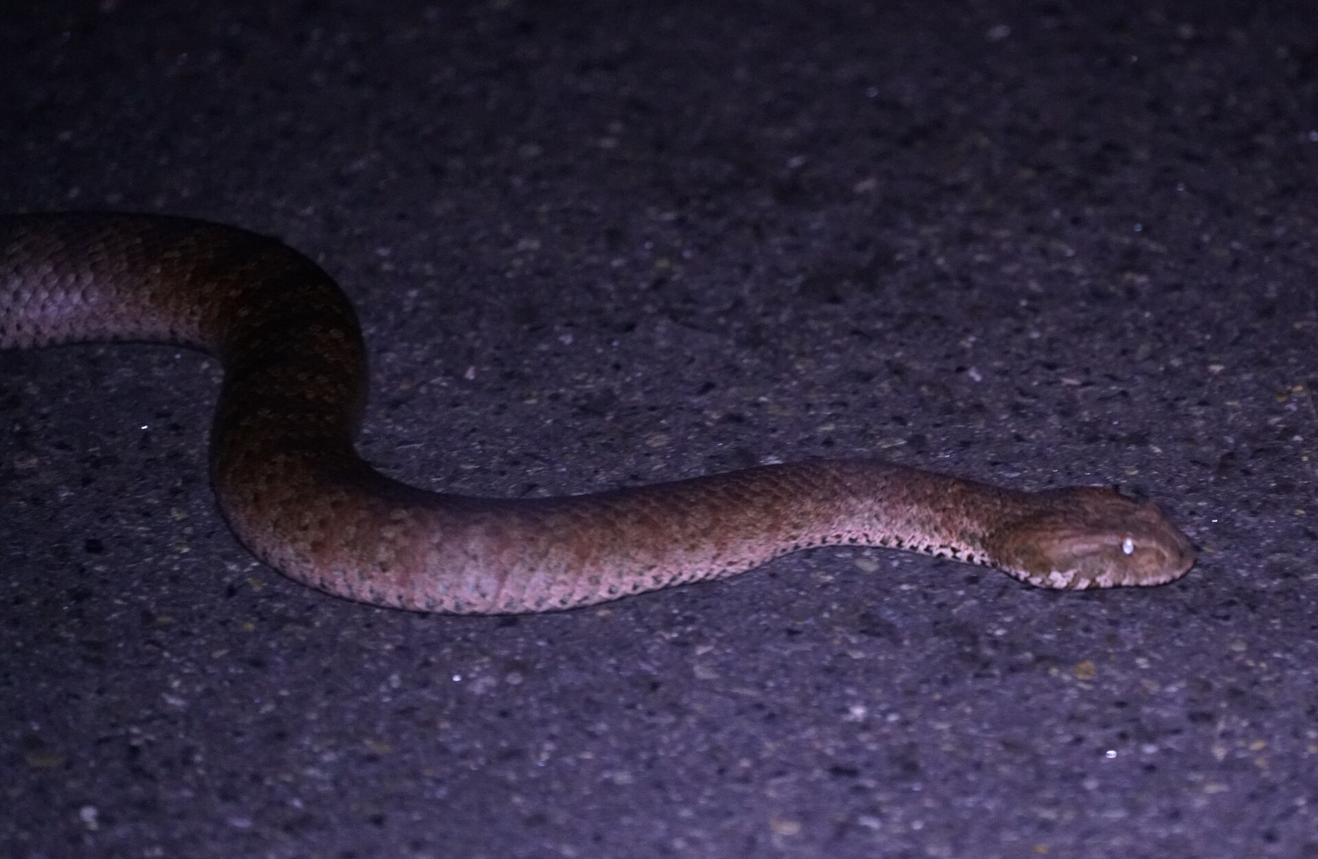 Common death adder identification reference