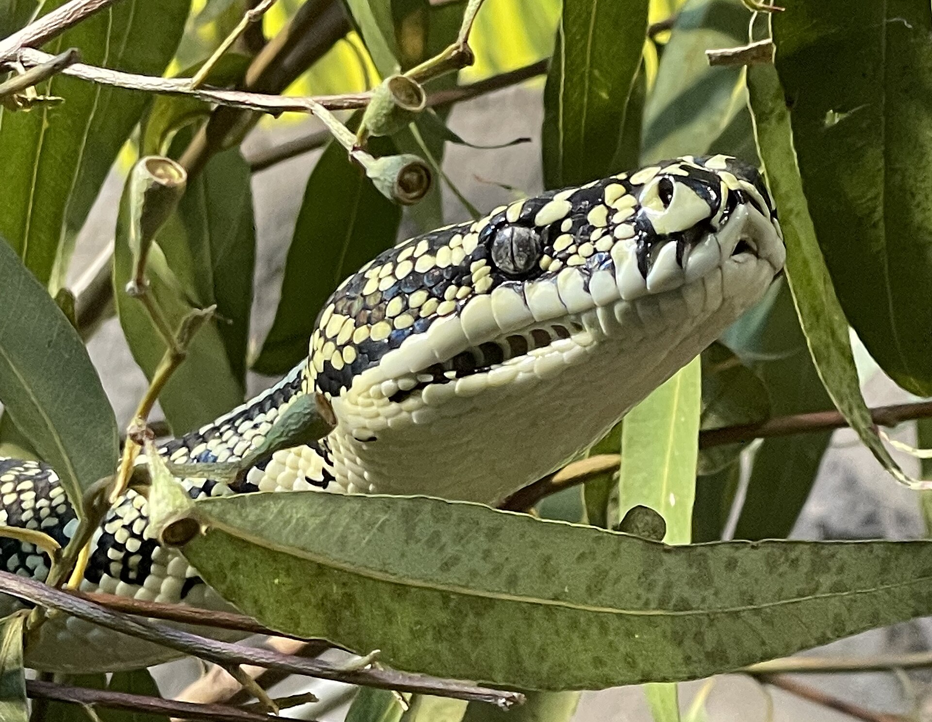 Snake identification reference photograph