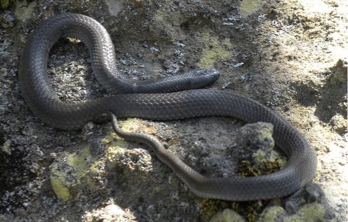 Small-eyed snake identification reference