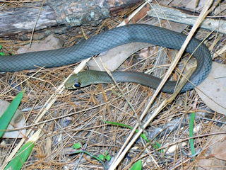 Yellow-faced whip snake identification reference